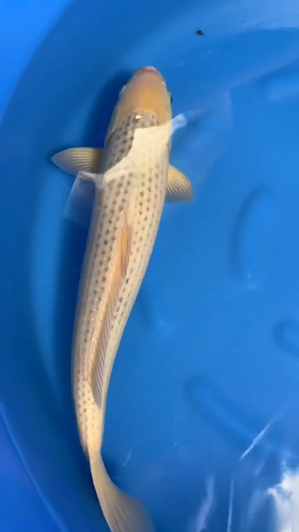 锦鲤  日本进口浅黄