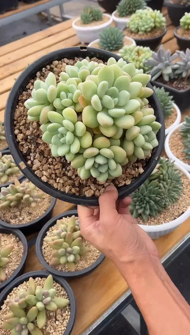 泡泡糖