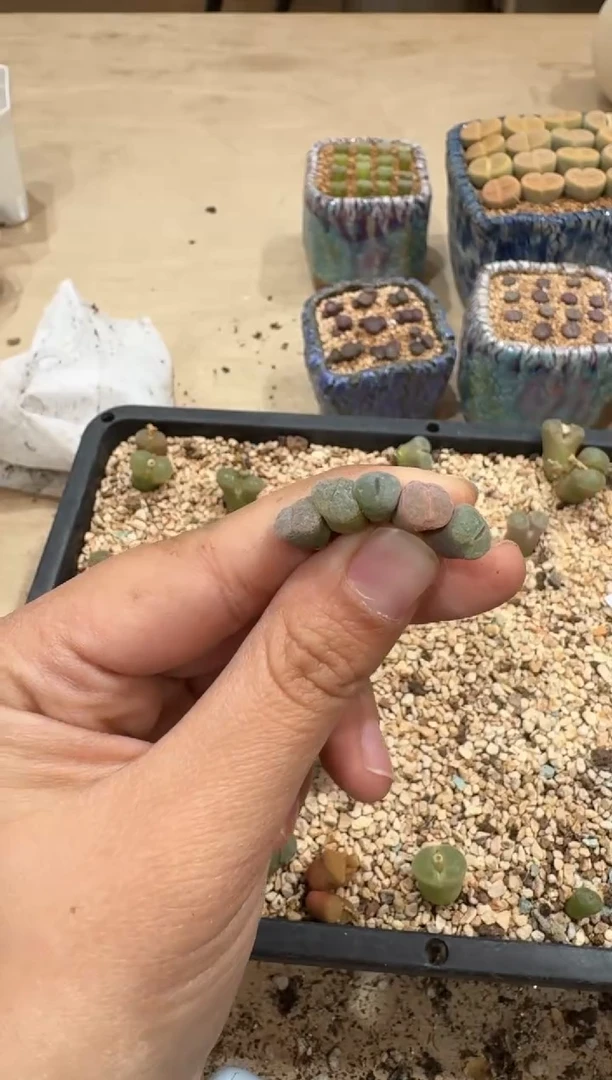 多肉植物肉锥2-182