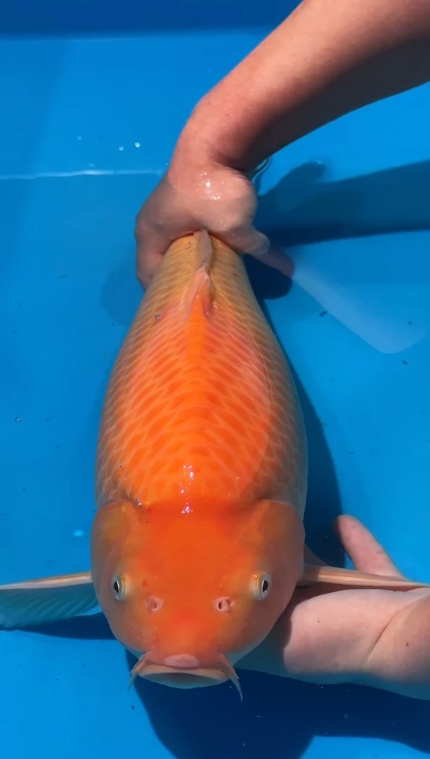 锦鲤佛山金隆锦鲤直播专用闪购链接，不支持7天无理由退货退款