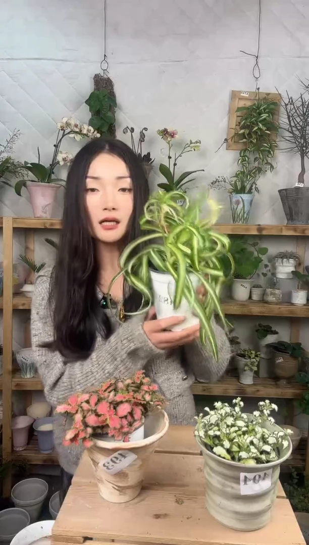 无花朵木**年编号493   494   景德镇手工花盆