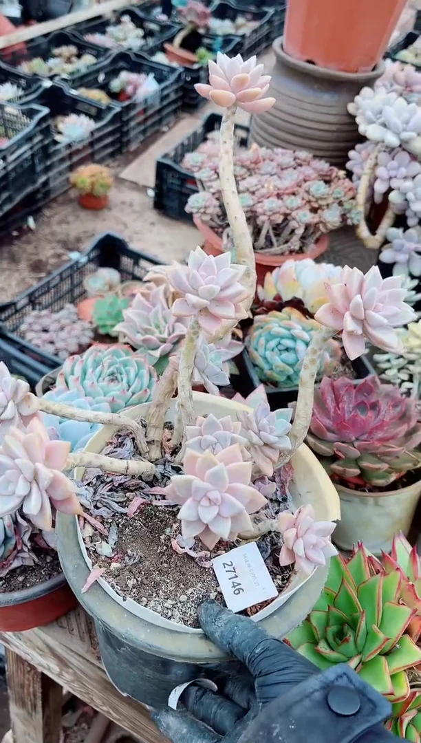 27146多肉植物一物一拍