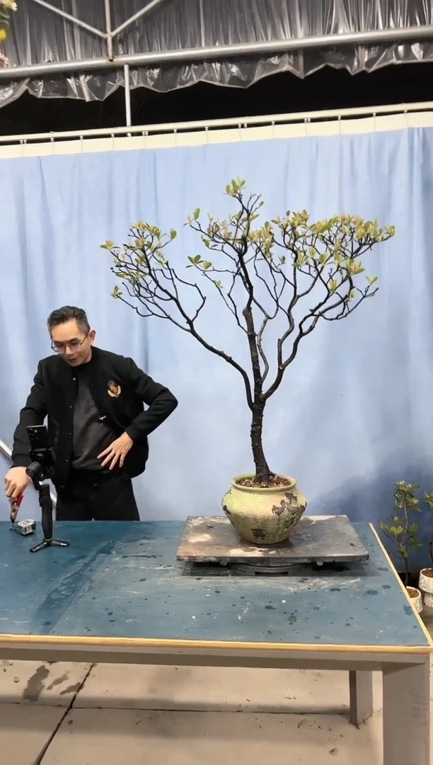 【闪购商品】盆景春花