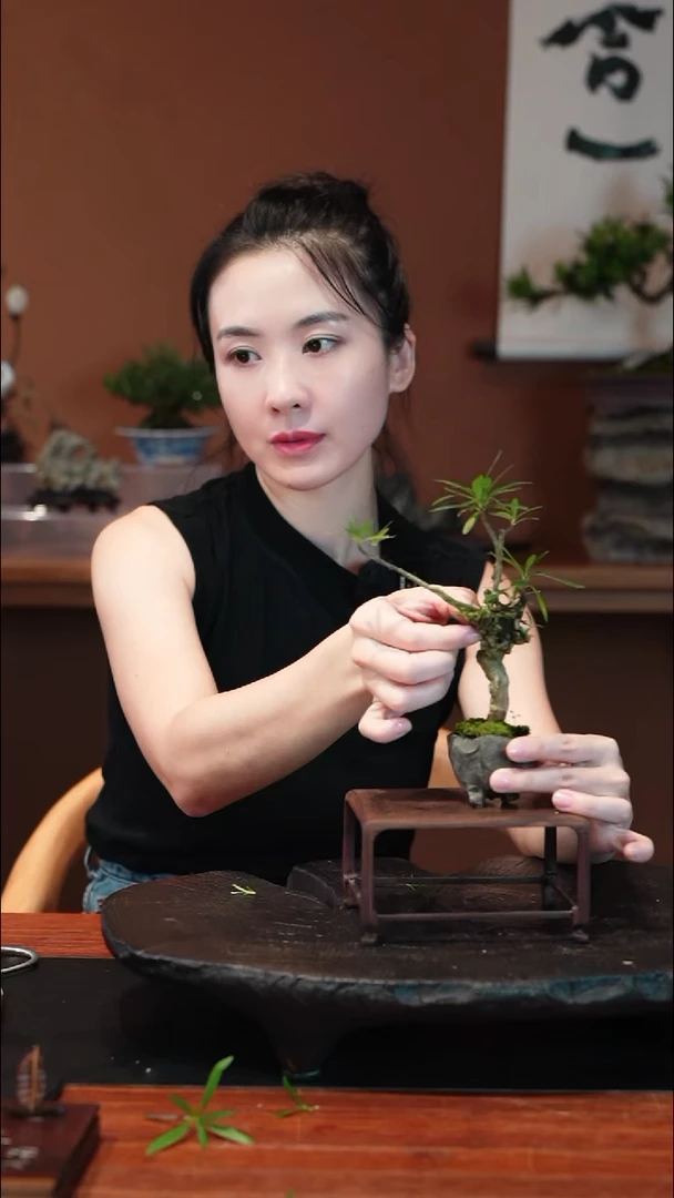 无花朵栀子花盆景盆景