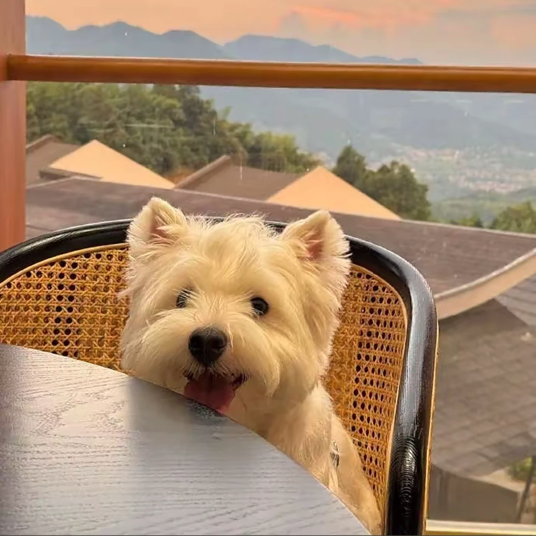 万众-西高地9  狗狗活体链接