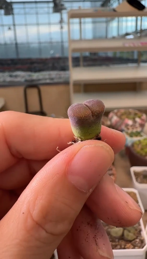 12-133多肉植物肉锥