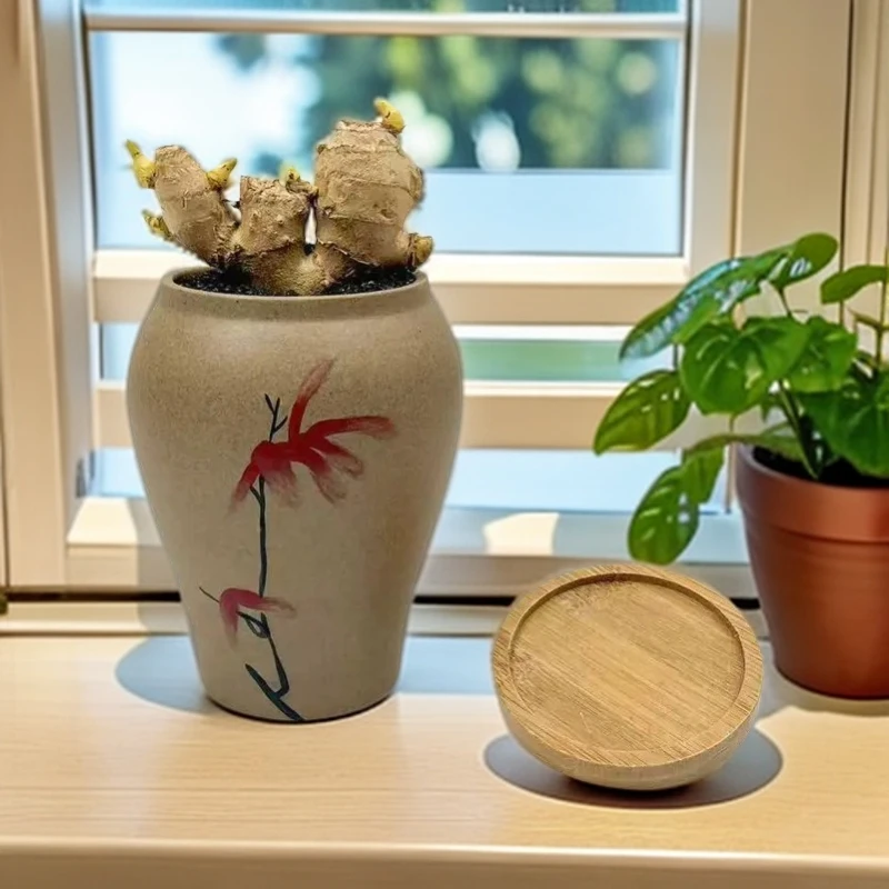 视频同款商品禄根带芽好养灵草不当生姜种苗种植禄根盆栽