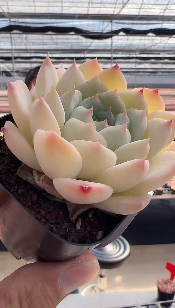 【闪购商品】东云新-43