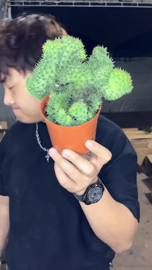 修罗道     【带根】