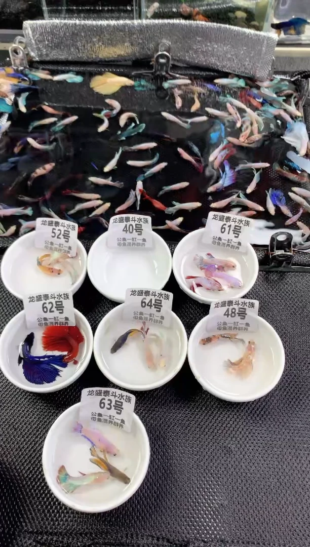 斗鱼包邮包活泰国斗鱼1