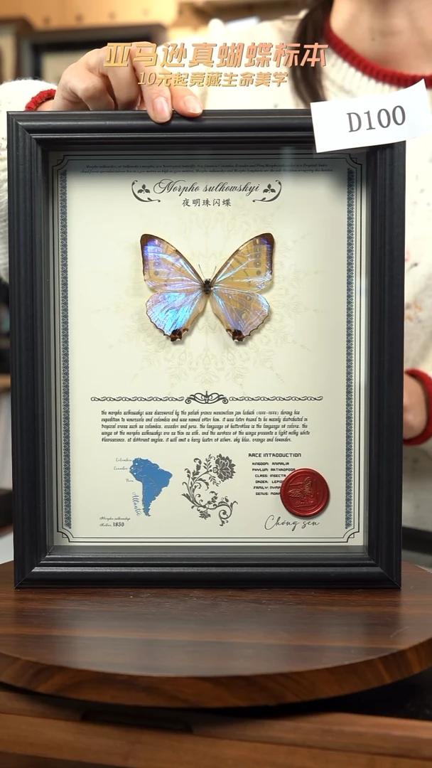 蝴蝶标本摆件竞拍夜明珠闪蝶标本D100