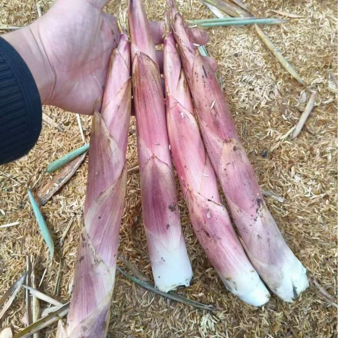 江西红土地饱满脆嫩雷笋现挖现发嫩芽笋绿色竹笋油焖营养甘甜美味