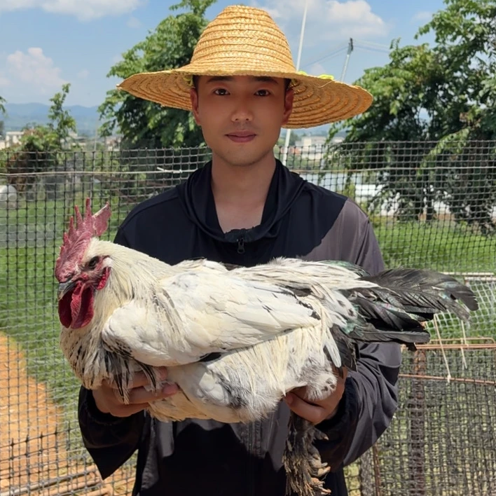 云南高山散养乌肉土鸡 净重4-6斤装 新鲜现宰顺丰冷链配送