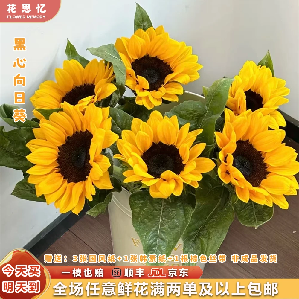 六六大顺『向日葵6枝』 半花苞发货 送国风纸3张 韩素纸一张 丝带一根 贺卡一张 向日葵次日达