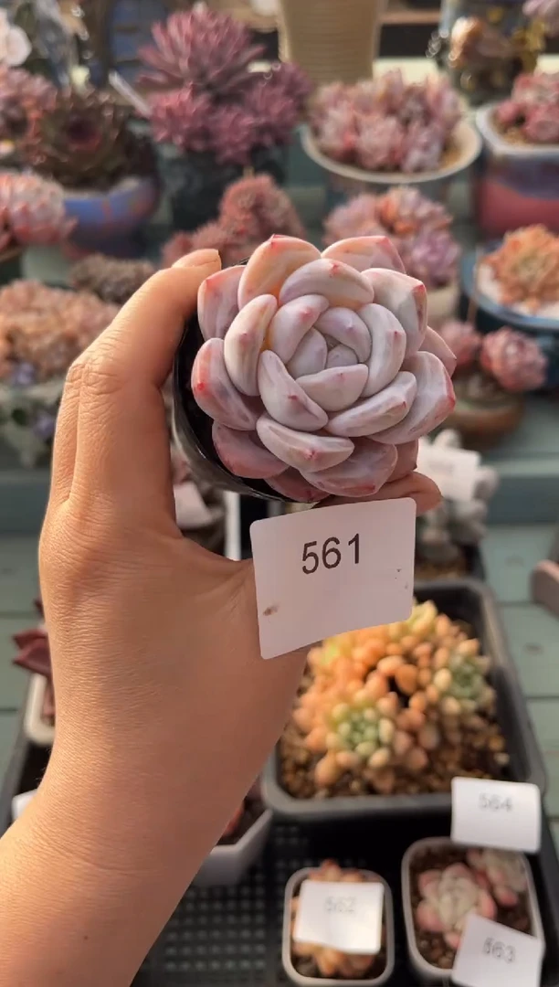 561单头个体多肉