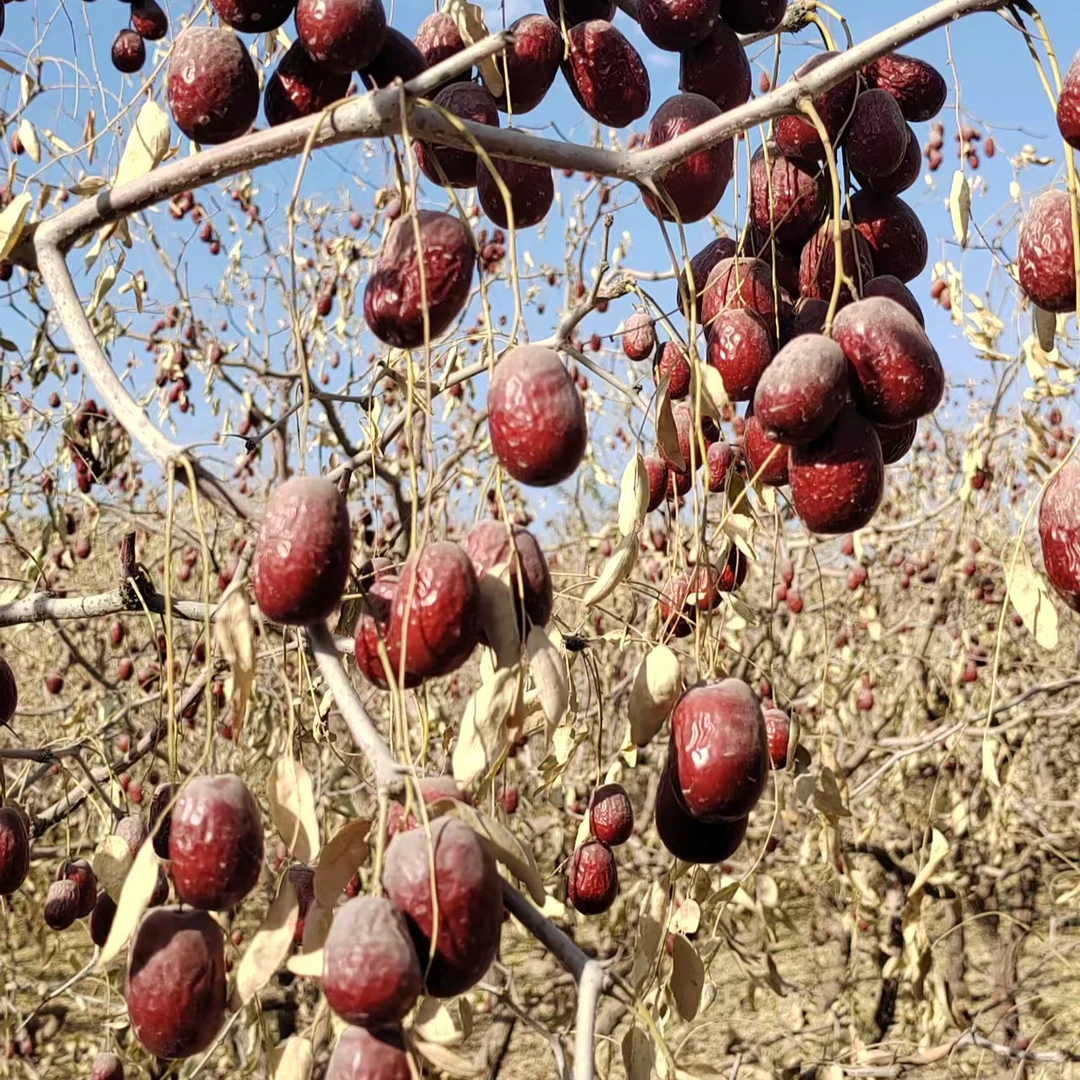 【一级果特级果】新疆灰枣未清洗不加工2025年新枣，皮薄肉厚核小，