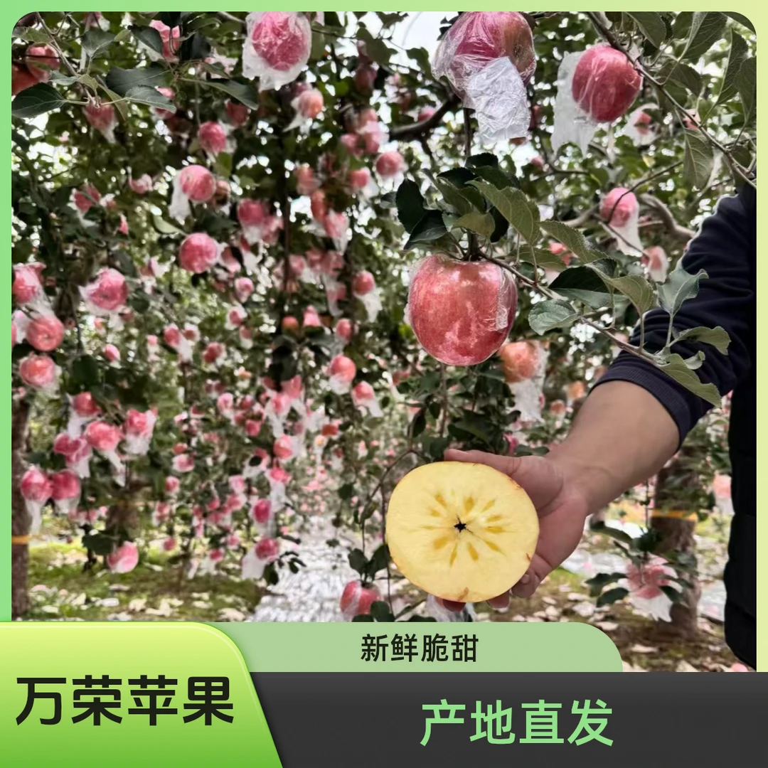 山西万荣苹果纸加膜红富士苹果冰糖心脆甜多汁新鲜采摘产地直发