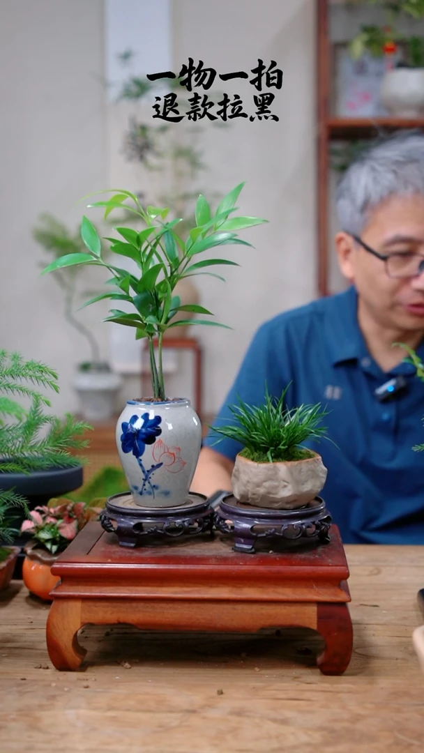 完全开放有****的竹柏+菖蒲731
