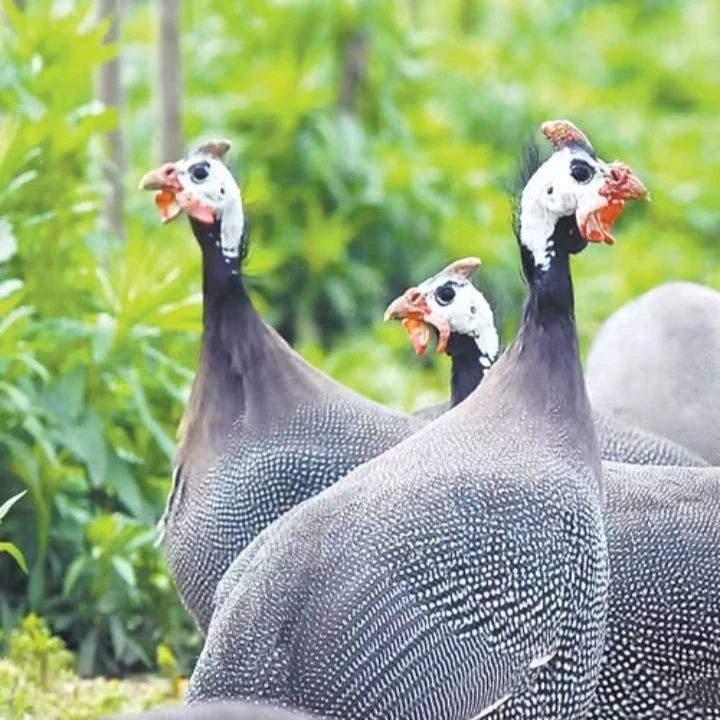 （华哥专属1）温顺好养爱吃草的宠物珍珠鸡可直接散养