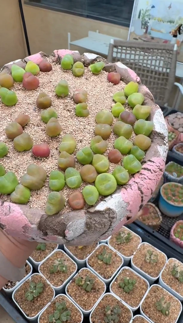 28-33多肉植物肉锥o泡一颗