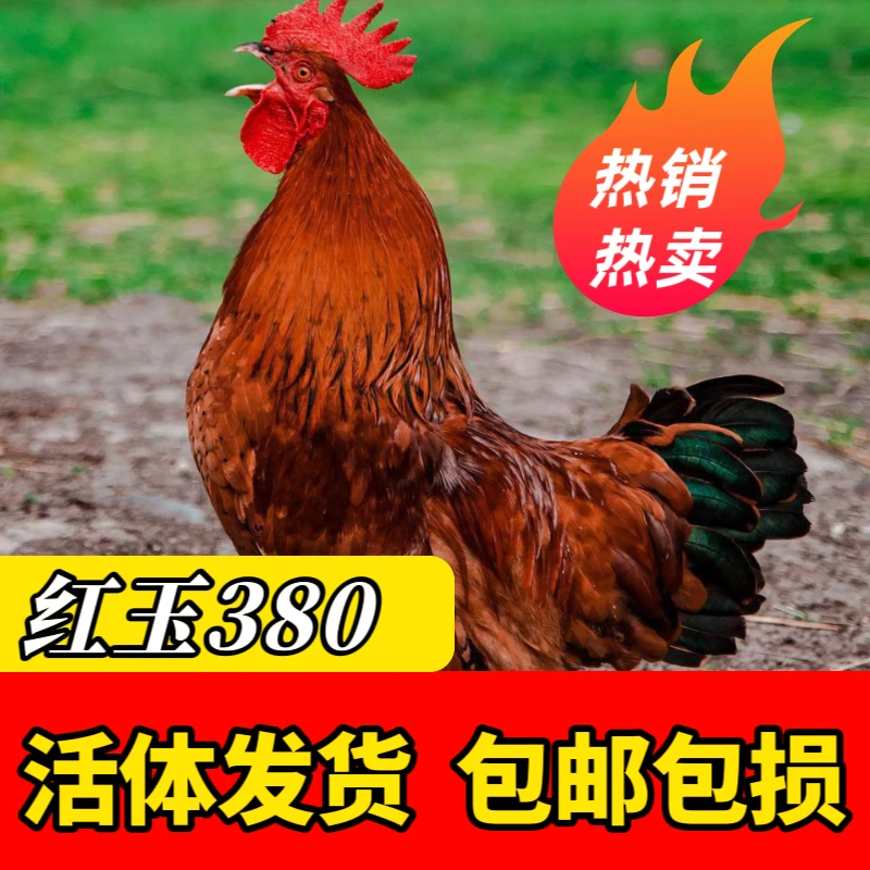 【10只】红玉380公鸡（均重150-250g 10-25cm）长尾宠物鸡 顺丰直达