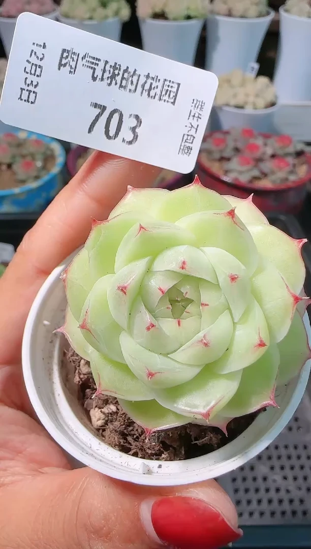 1203-703多肉群生不包整