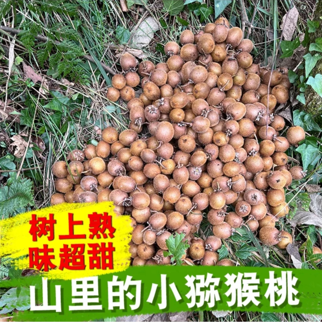 秦岭野珍特小猕猴桃 新鲜当季水果奇异果 山上树熟徐香特小猕猴桃