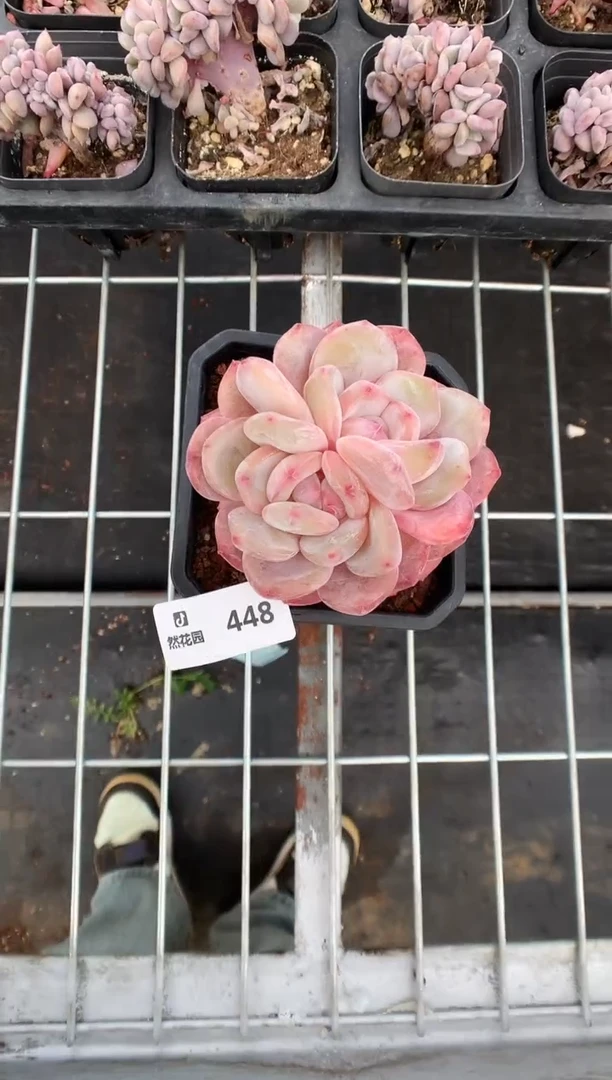 【闪购商品】448雪天使一物一拍