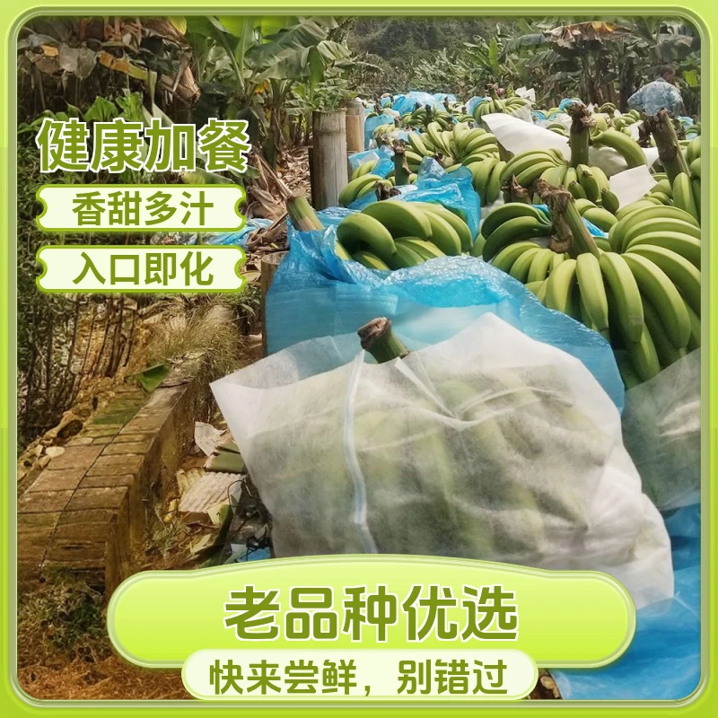 云南高山水果甜香蕉 香甜可口