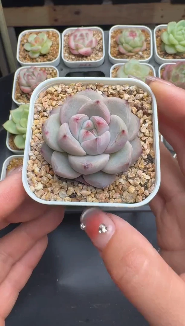 004号 珍妮杂交多肉 花卉植物