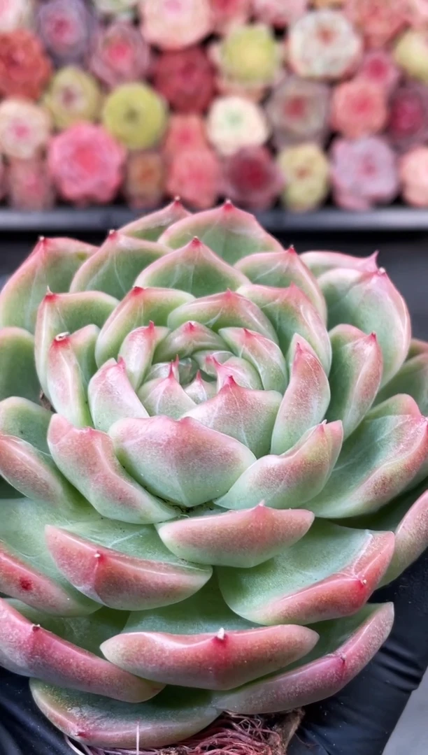 10-48 超级翡10厘米 量拍发一颗