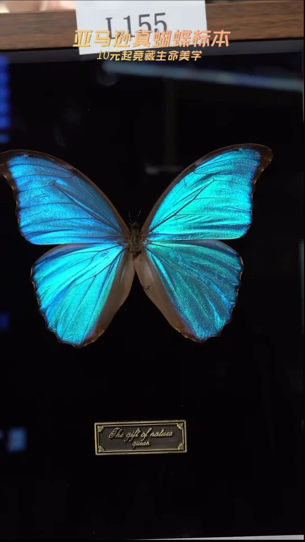 蝴蝶标本摆件竞拍l155