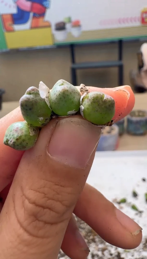 多肉植物肉锥10.8-332