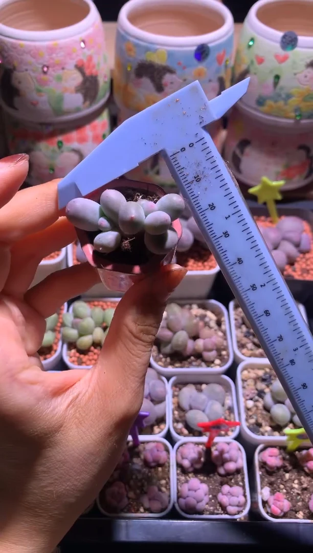 米可奶酪，满28包邮，不满发一个叶片到付