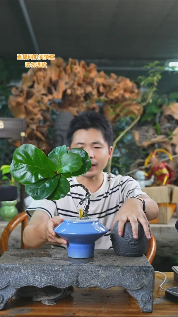 完全开放琴叶榕575T