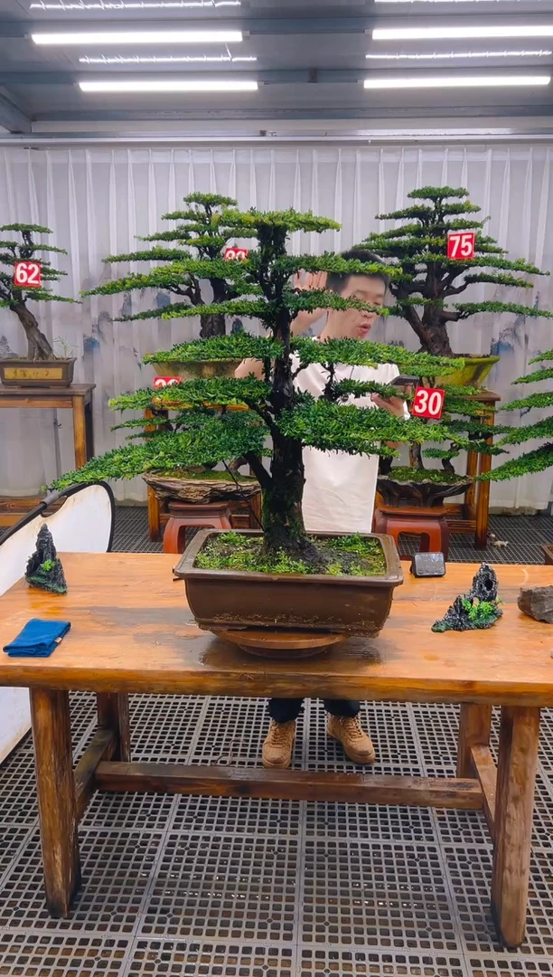 无花朵一**风精品盆景直播间一物一拍