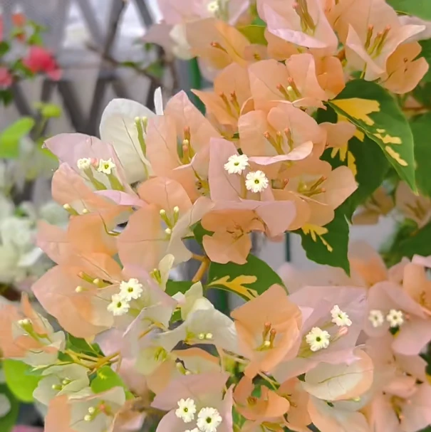 三角梅新品种粉马斯橙色精彩暗斑五宝暗斑日落不甜西瓜章红樱