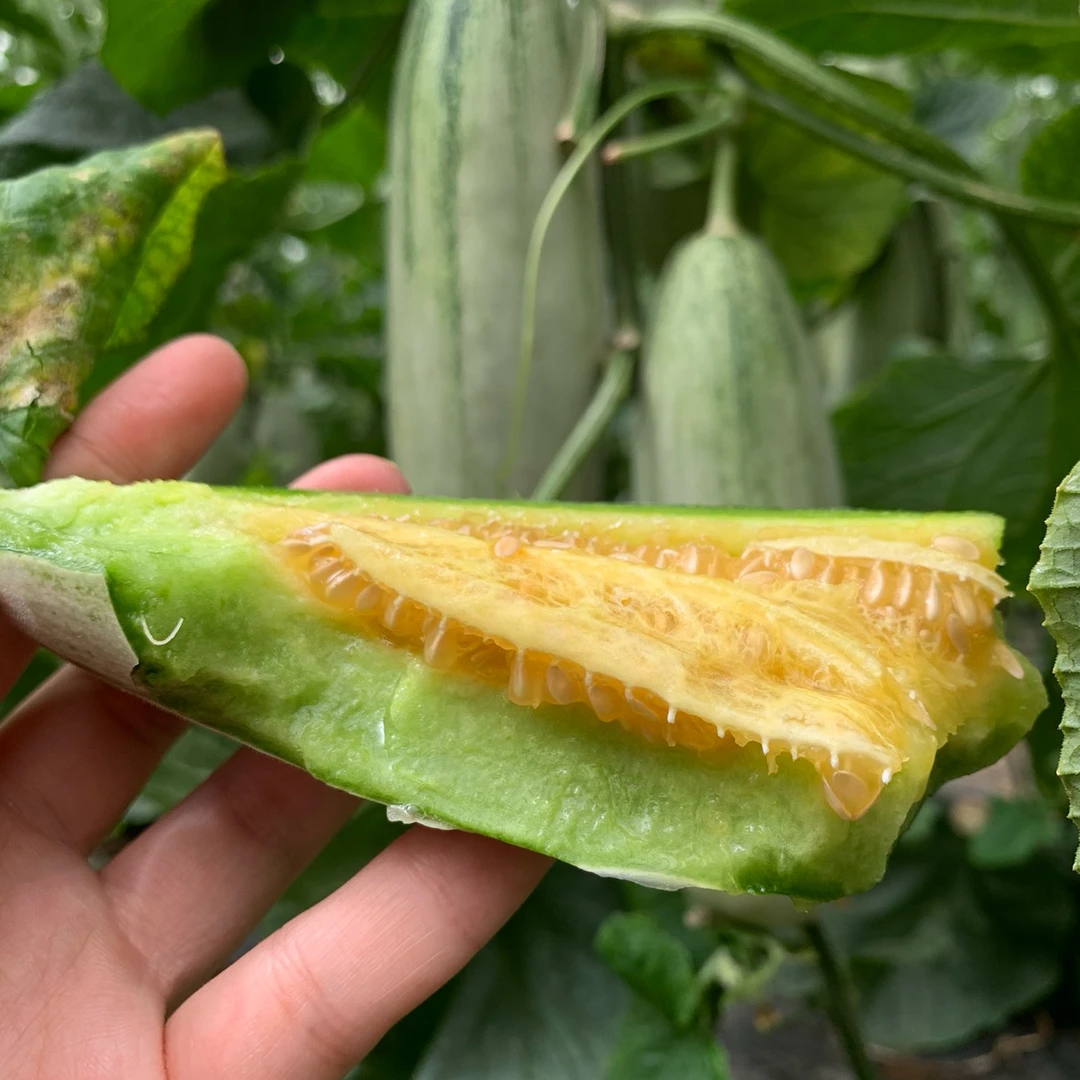 山东博洋61号羊角蜜