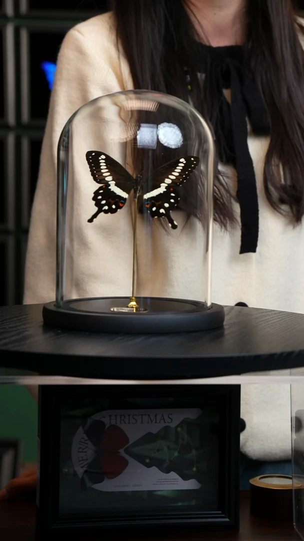 洛翠凤蝶玻璃罩款