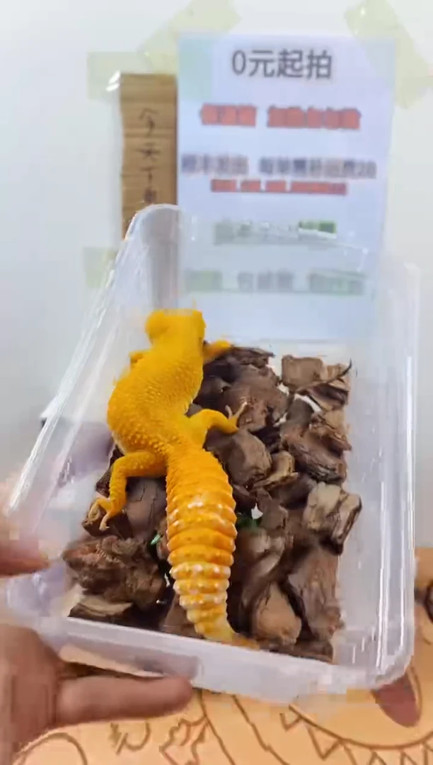 豹纹守宫豹纹守宫幼苗亚成体成体肥尾