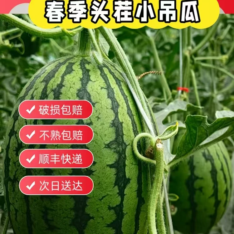 晓吸甘肃西北2粒装新鲜开棚小西瓜上市4斤起 京津冀江浙沪次日达北京市