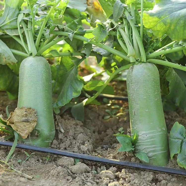 东北大地水果萝卜青萝卜5斤