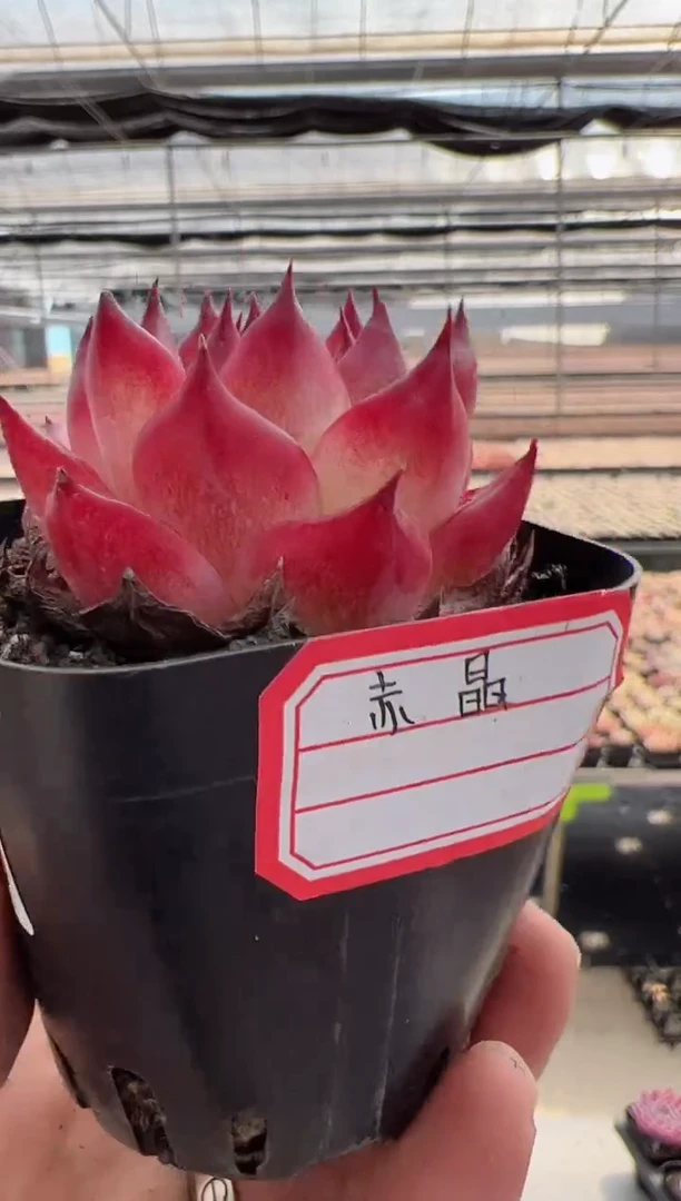 【闪购商品】新款多肉-100