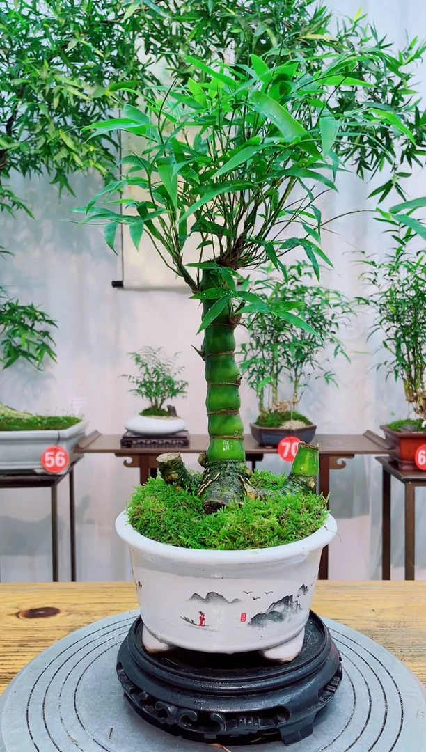 无花朵竹子盆景竹子盆景