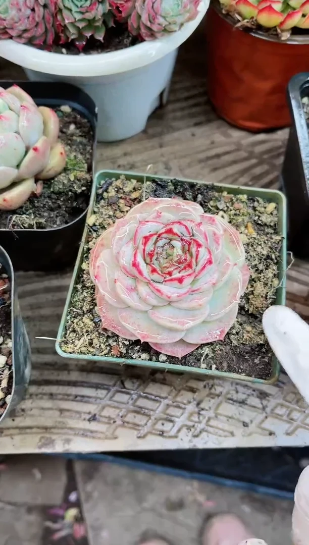 【闪购商品】19027