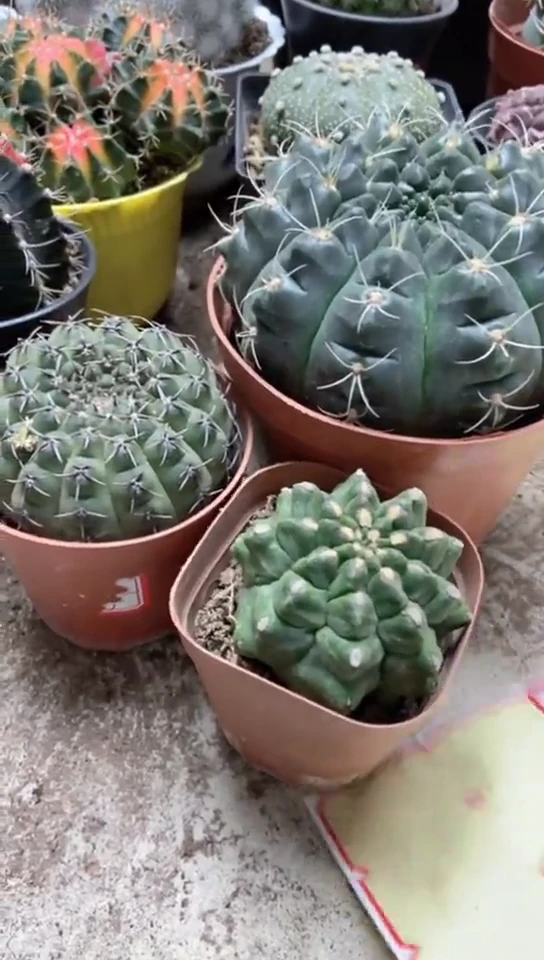 翠晃冠加绯花玉加黑刺仙人球一物一拍