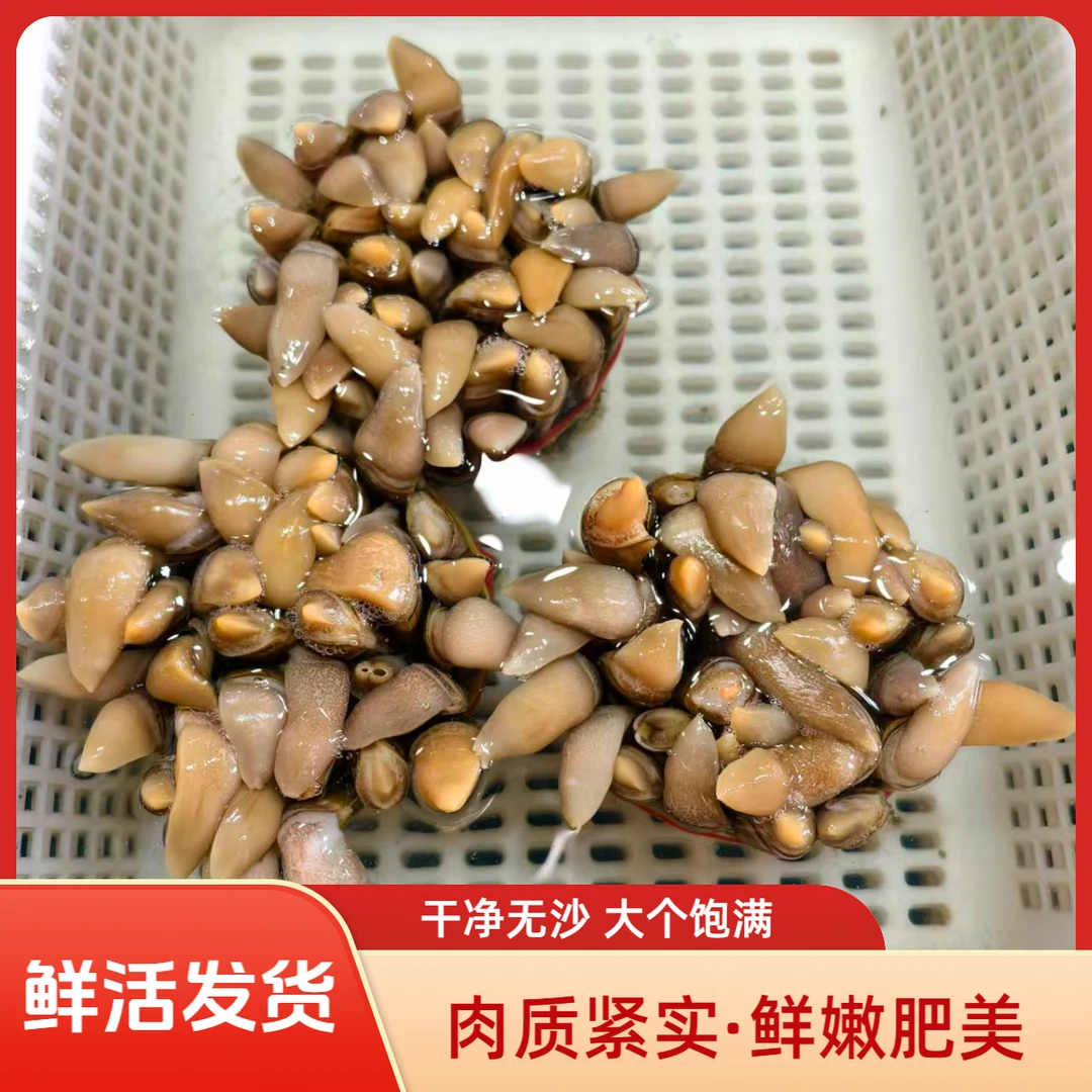 钰隆活鲜【大蛏子】1斤