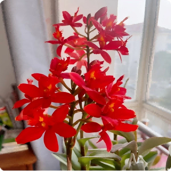 玉溪祥馨/树兰盆栽绿植兰花/四季开花/易养护/居家必备/基地直发