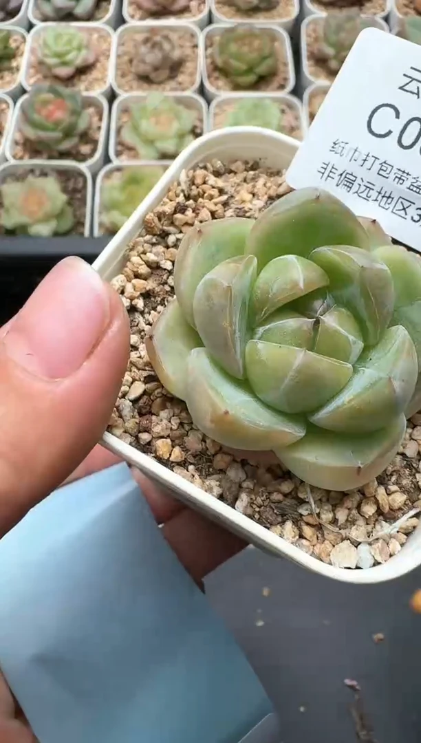 686C云禹多肉植物 带盆土纸巾打包 3颗包邮