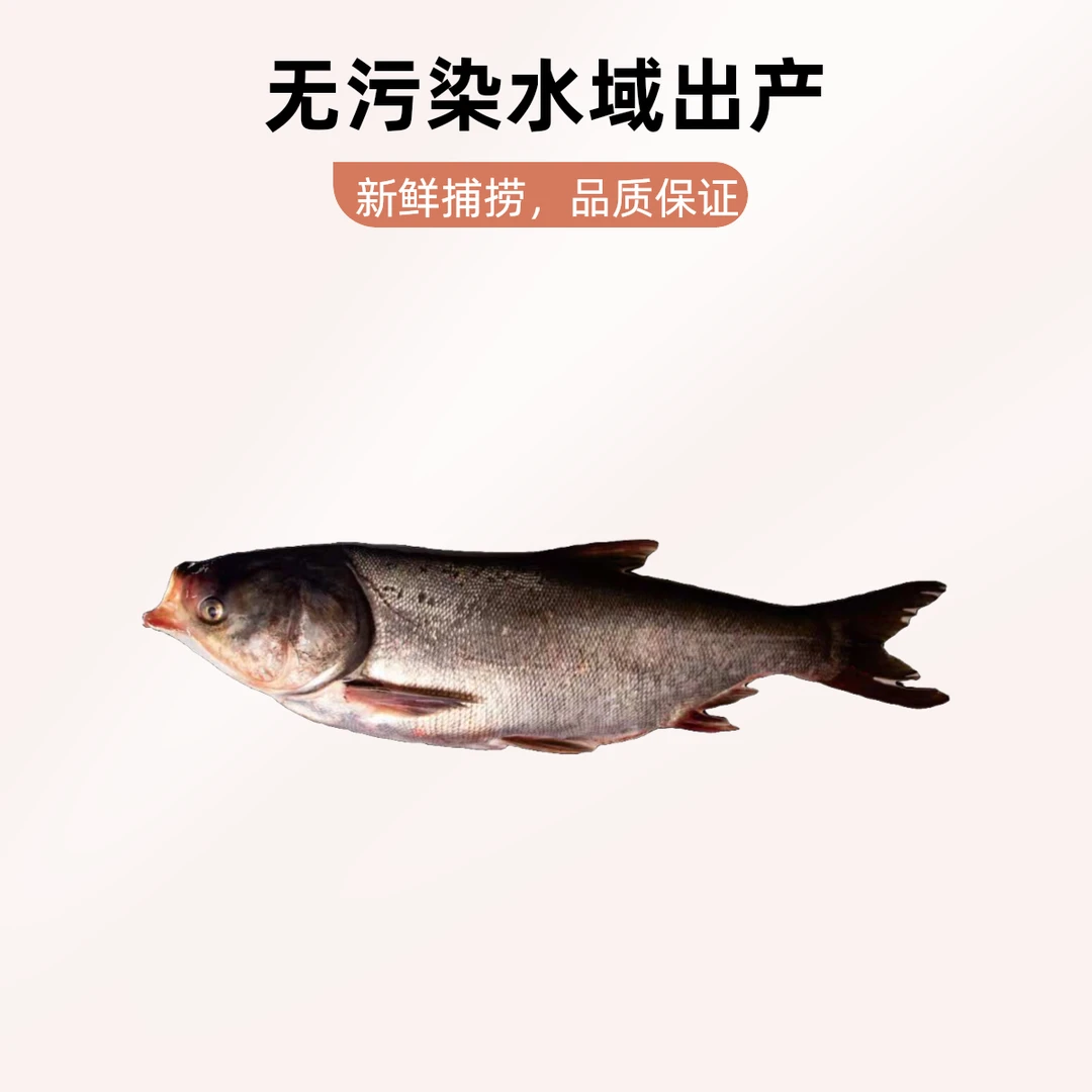 饮水源水库生态鱼白鲢炸鱼